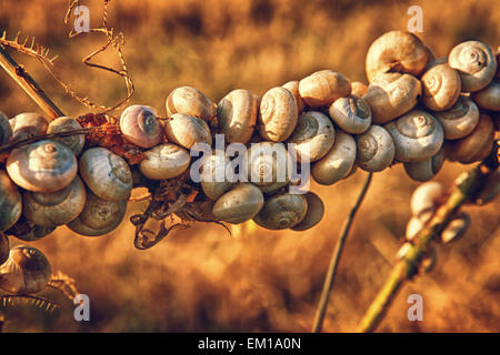 Viele Schnecken angebracht zu einem Zweig bei Sonnenuntergang, Badajoz, Extremadura, Spanien Stockfoto