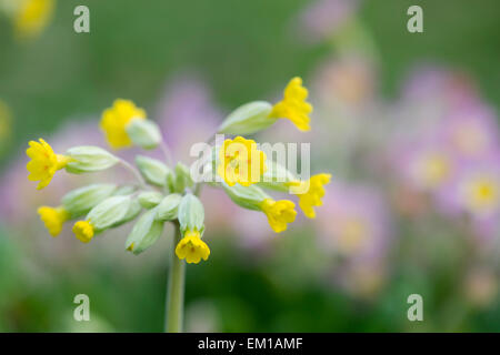 Primula Veris. Schlüsselblumenblüten im Frühjahr. Großbritannien Stockfoto