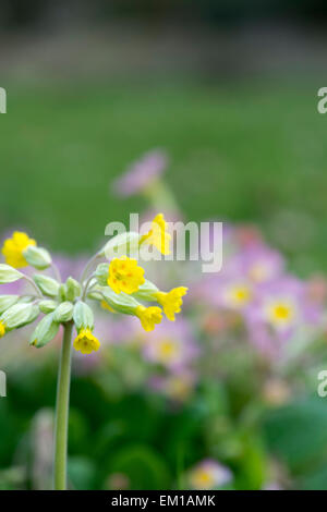 Primula Veris. Schlüsselblumenblüten im Frühjahr. Großbritannien Stockfoto