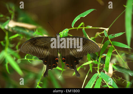 Helen rot Schmetterling (Papilio Helenus), Dorsalansicht, Süd-Indien und Teilen von Südostasien. Stockfoto