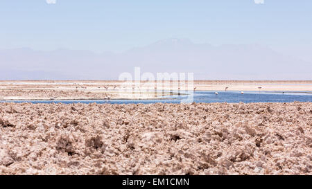 Flamingos am am Laguna Chaxa, San Pedro de Atacama, Chile, Anden, Südamerika Stockfoto