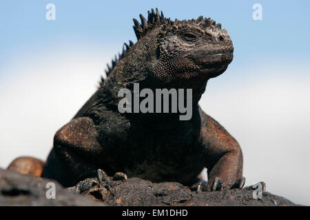 Nahaufnahme von marine Iguana (Amblyrhynchus Cristatus), Galapagos-Inseln, Ecuador, Südamerika Stockfoto