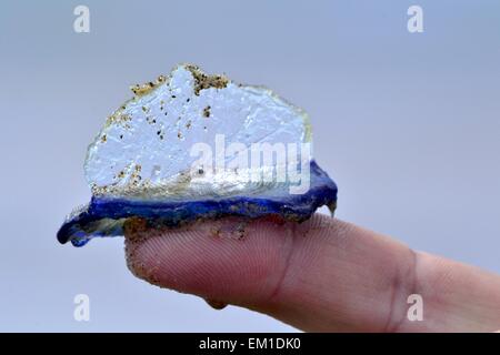 Durch den Wind Sailor Velella Quallen Stockfoto