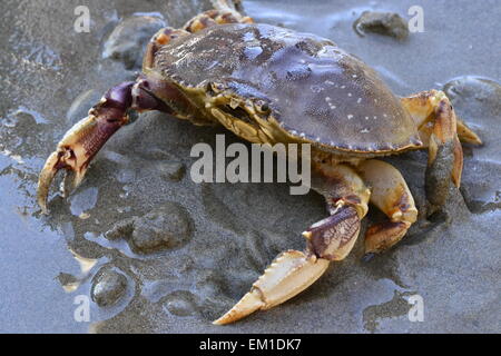 Wilde Dungeness Krabbe auf einem Oregon-Strand Stockfoto