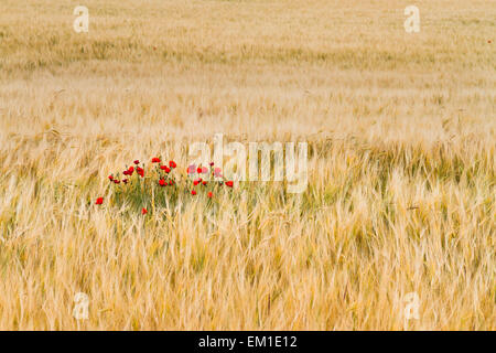 Mohn (Papaver Rhoeas) in einem Weizenfeld. Stockfoto