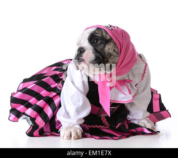 Hund, gekleidet wie ein Pirat auf weißem Hintergrund - Bulldog weiblich Stockfoto