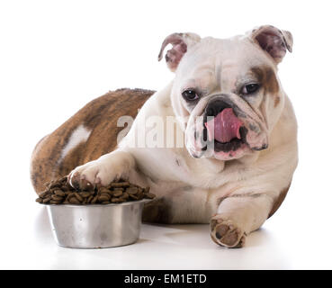 füttern Ihr Haustier - Bulldogge Welpen Verlegung mit Zahlen im Hundenapf Stockfoto