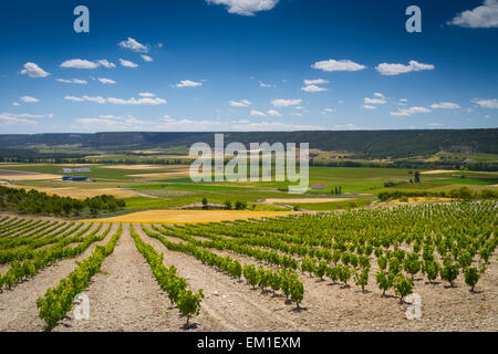 Weingut. Olivares de Duero Dorf. Ribera de Duero Weinregion. Valladolid. Kastilien und Leon. Spanien, Europa. Stockfoto