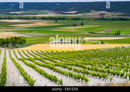 Weingut. Olivares de Duero Dorf. Ribera de Duero Weinregion. Valladolid. Kastilien und Leon. Spanien, Europa. Stockfoto