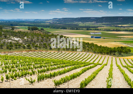 Weingut. Olivares de Duero Dorf. Ribera de Duero Weinregion. Valladolid. Kastilien und Leon. Spanien, Europa. Stockfoto