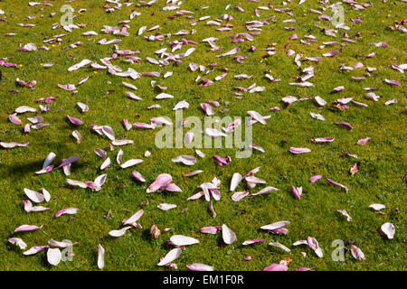 Große Blüten der Magnolie auf dem Rasen an Pinetum Park St Austell Cornwall an einem Frühlingstag. Stockfoto