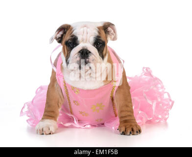 die Qual der Hund - englische Bulldogge gekleidet wie eine Ballerina auf weißem Hintergrund Stockfoto