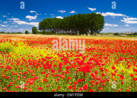 Mohnblüte in eine Prärie. Burgos, Kastilien und Leon, Spanien, Europa. Stockfoto