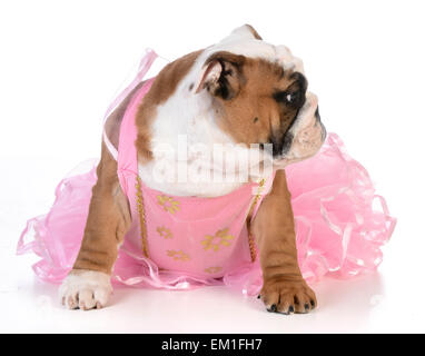 die Qual der Hund - englische Bulldogge gekleidet wie eine Ballerina auf weißem Hintergrund Stockfoto