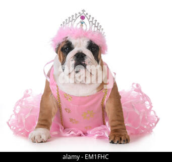 Hund - verwöhnt englische Bulldogge gekleidet wie eine Prinzessin auf weiß Stockfoto