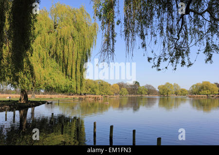 Bushy Park, SW-London, England, UK. 15. April 2015. Am heißesten Tag des Jahres so weit unter strahlend blauem Himmel erreicht Temperaturen 25 Grad am Teich Heron in Bushy Park, South West London. Bildnachweis: Julia Gavin UK/Alamy Live-Nachrichten Stockfoto