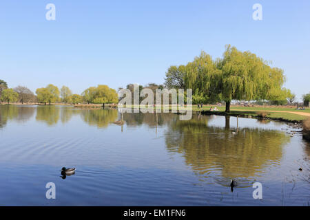 Bushy Park, SW-London, England, UK. 15. April 2015. Am heißesten Tag des Jahres so weit unter strahlend blauem Himmel erreicht Temperaturen 25 Grad am Teich Heron in Bushy Park, South West London. Bildnachweis: Julia Gavin UK/Alamy Live-Nachrichten Stockfoto