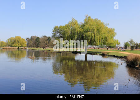 Bushy Park, SW-London, England, UK. 15. April 2015. Am heißesten Tag des Jahres so weit unter strahlend blauem Himmel erreicht Temperaturen 25 Grad am Teich Heron in Bushy Park, South West London. Bildnachweis: Julia Gavin UK/Alamy Live-Nachrichten Stockfoto