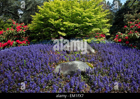 WA10288-00... WASHINGTON - Blumen blühen in Seattles Kubota Garten. Stockfoto