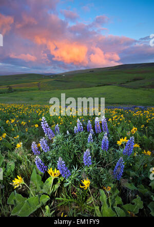 WASHINGTON - Balsamwurzel und Lupinen blühen auf Wiesen bei Sonnenaufgang in Dalles Mountain Ranch Bereich des Columbia Hills State Park. Stockfoto