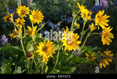 WASHINGTON - öffnen Balsamwurzel und Lupinen blühen in Wiesen im Abschnitt Dalles Mountain Ranch des Columbia Hills State Park. Stockfoto