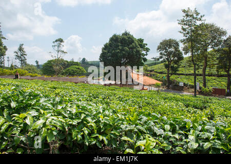 Teepflanzen, die rund um die Pattumala Matha Kirche und Pilgerzentrum in Kerala, Indien Stockfoto