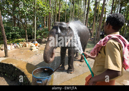 Eine Abkühlung unter einen Schlauch nach Angabe Elefantenreiten für Touristen in Kumily, Kerala Indien Stockfoto