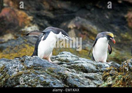 Kinnriemen und Makkaroni Pinguine Cooper Bucht Süd-Georgien Stockfoto