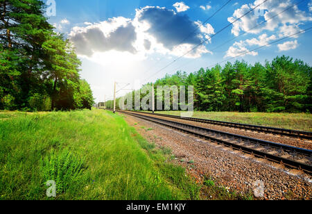 Eisenbahn durch den Pinienwald am sonnigen Tag Stockfoto