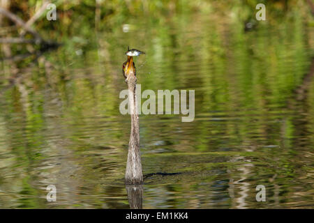 Anhinga (Anhinga Anhinga) schwimmen Stockfoto