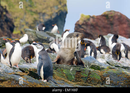 Seebär mit Kinnriemen und Makkaroni Pinguine Cooper Bay South Georgia Stockfoto