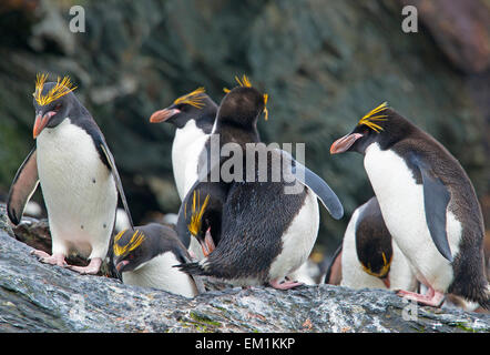 Gruppe von Makkaroni Pinguine Cooper Bucht Süd-Georgien Stockfoto