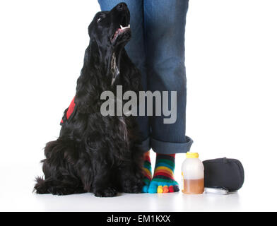 Begleithund - Diabetiker ausgebildet Dienstleistung Hund sitzen neben Besitzer Stockfoto