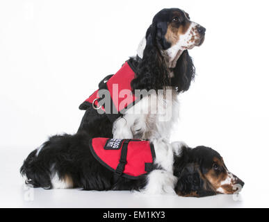 Service-Hunde - zwei Englisch Cocker Spaniels tragen Westen auf weißem Hintergrund Stockfoto