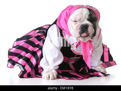 Hund, gekleidet wie ein Pirat auf weißem Hintergrund - Bulldog weiblich Stockfoto