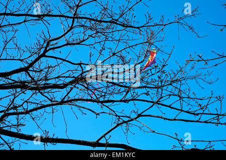 bunte Drachen stecken in einem Baum an einem herrlich sonnigen Nachmittag bei Southsea common England uk Stockfoto