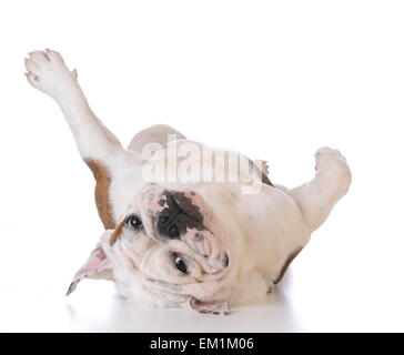 juckende Hund - Bulldog Festlegung auf den Kopf betrachten Viewer auf weißem Hintergrund Stockfoto