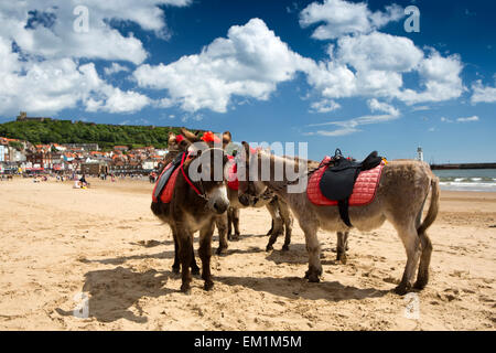 Großbritannien, England, Yorkshire, Scarborough, South Sands Esel warten, um Fahrten für die Besucher Stockfoto