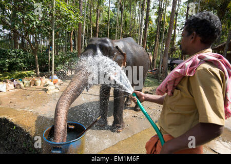 Eine Abkühlung unter einen Schlauch nach Angabe Elefantenreiten für Touristen in Kumily, Kerala Indien Stockfoto