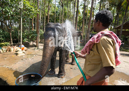 Eine Abkühlung unter einen Schlauch nach Angabe Elefantenreiten für Touristen in Kumily, Kerala Indien Stockfoto