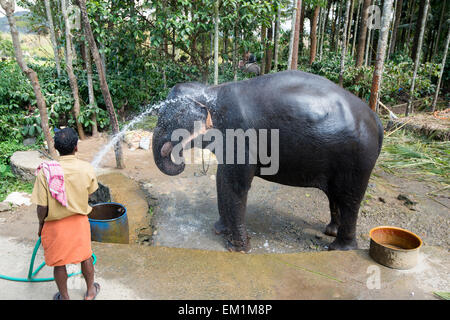 Eine Abkühlung unter einen Schlauch nach Angabe Elefantenreiten für Touristen in Kumily, Kerala Indien Stockfoto