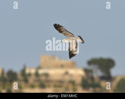 Gelb-legged Möve - Larus Michahellis - 1. Winter. Stockfoto