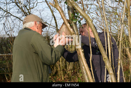 Errichtung Nistkästen für Hazel Dormouse - Muscardinus avellanarius Stockfoto