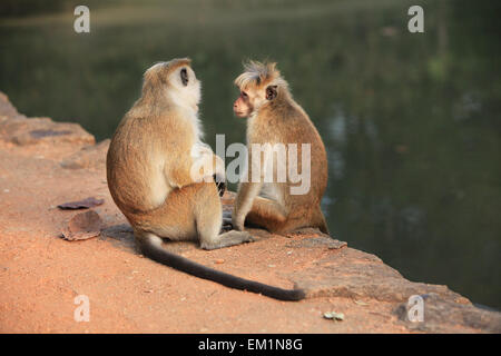 Rhesus-Makaken, die Pflege einer männlich, Jaipur, Indien Stockfoto