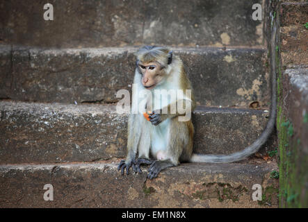 Rhesus-Makaken, Jaipur, Indien Stockfoto