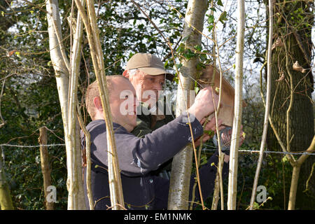 Errichtung Nistkästen für Hazel Dormouse - Muscardinus avellanarius Stockfoto