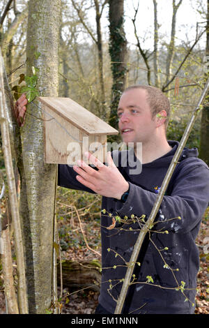 Errichtung Nistkästen für Hazel Dormouse - Muscardinus avellanarius Stockfoto