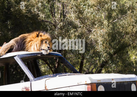 Erwachsenen männlichen Löwen Verlegung auf dem Dach eines Autos in einem Zoo als Requisite gesetzt Stockfoto