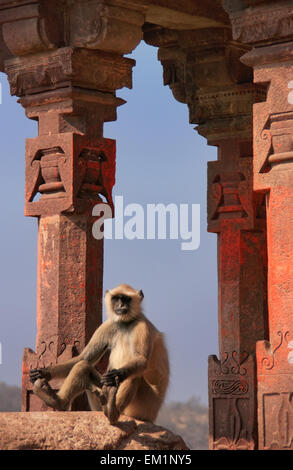 Graue Languren (Semnopithecus Dussumieri) sitzen im Ranthambore Fort, Rajasthan, Indien Stockfoto