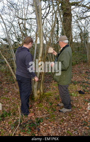 Errichtung Nistkästen für Hazel Dormouse - Muscardinus avellanarius Stockfoto